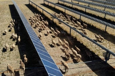 This picture taken on January 19, 2026 shows an aerial view of sheep grazing at the Dubbo Solar Hub, which contains over 30,000 solar panels deployed across approximately 50 hectares at Tom Warren's farm on the outskirts of Dubbo, around 400 kilometres (248 miles) west of Sydney. Australian farmer Tom Warren's solar panels look like any other -- until you spot the dozens of sheep grazing and napping, helping the country transition to green energy and earning him a decent income while doing it. (Photo by Gregory Plesse / AFP)