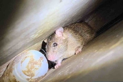 Cases of illegal rat poison poisoning are showing a worrying trend, as the majority of reported victims are children aged between one and four years old. 