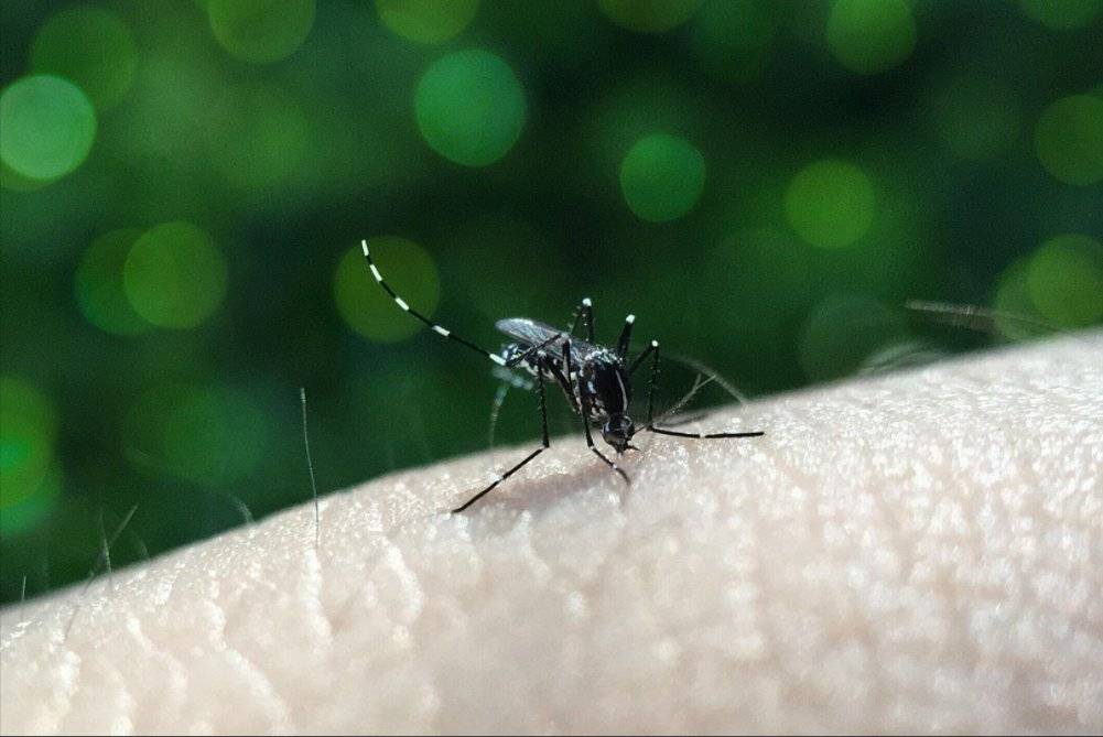 For many, dengue is still seen as a seasonal illness, something familiar, even routine. But the reality is that dengue can strike any family, at any time of year and can escalate quickly into a severe and life-altering condition. Photo for illustrative purposes only - Pixabay