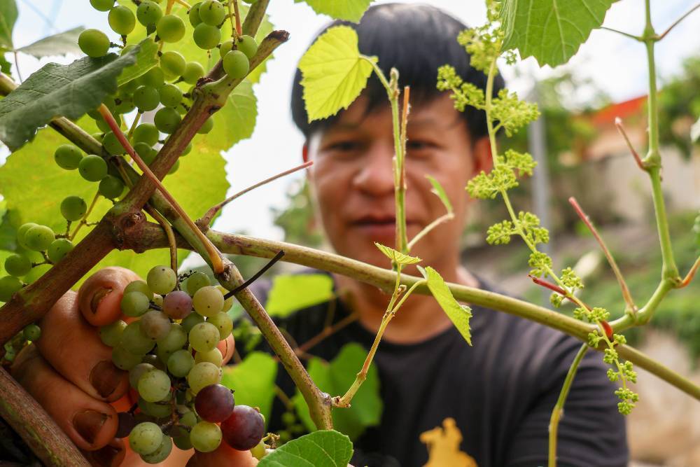 Azizul Rahman Hamzah, 50, said nearly 100 visitors have come to his home to obtain cuttings or grape saplings at no cost, in an effort to encourage more people to take up gardening. Photo by Bernama