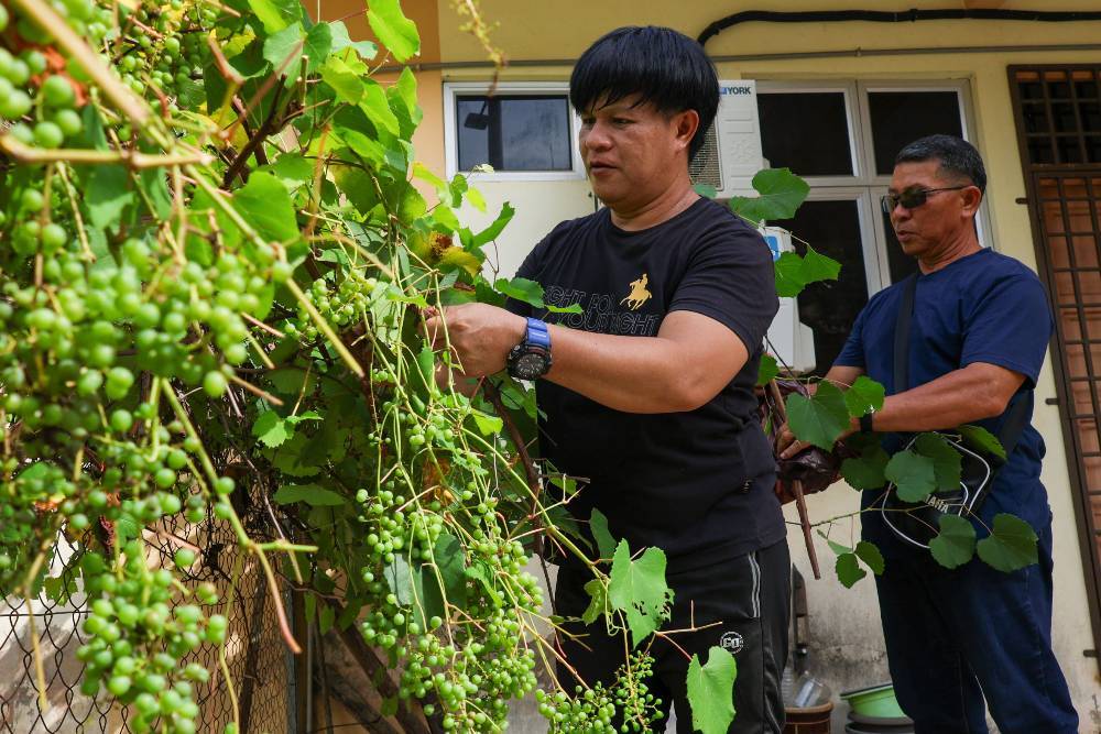 Azizul Rahman Hamzah, 50, said nearly 100 visitors have come to his home to obtain cuttings or grape saplings at no cost, in an effort to encourage more people to take up gardening. Photo by Bernama