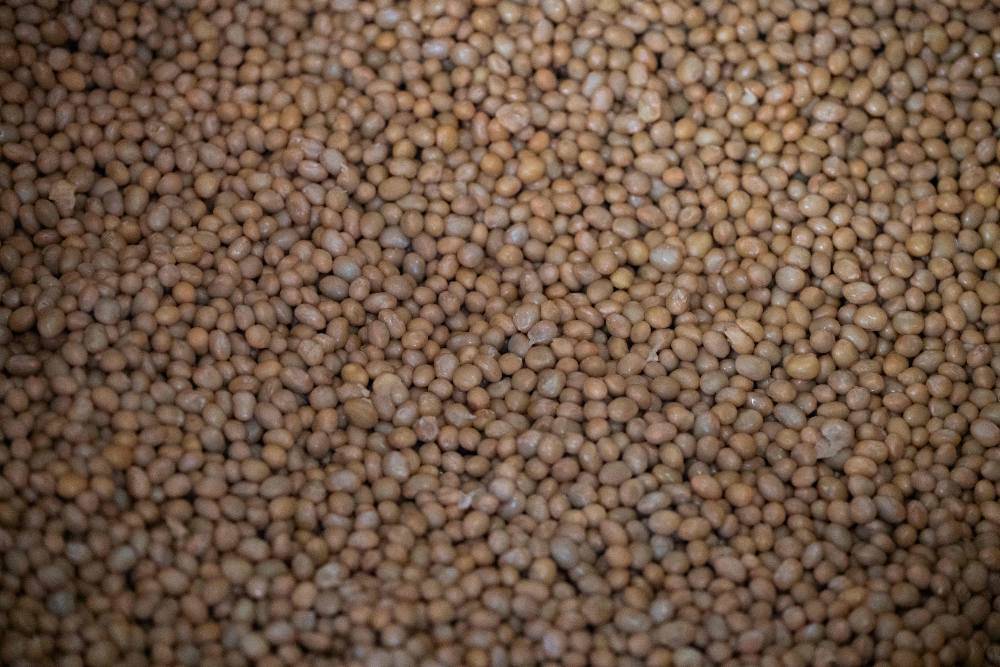 Soybeans after being pressure cooked at the Kamakurayama Natto production facility in Kamakura, Kanagawa prefecture. Photo by Andrew Caballero-Reynolds/AFP