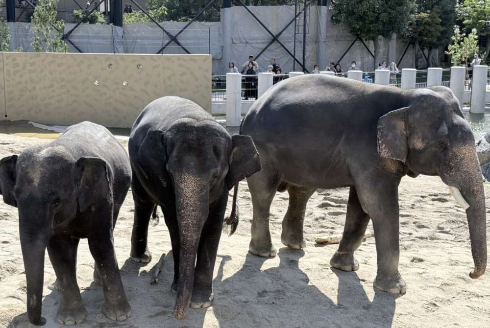 MACC has confirmed it has opened an investigation into the transfer of DAK from the Taiping Zoo to Tennoji Zoo in Osaka, Japan. - Photo: Tennoji Zoo