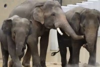 The Malaysian Anti-Corruption Commission (MACC) has confirmed it has opened an investigation into the transfer of three elephants - Dara, Amoi and Kelat (DAK) - from the Taiping Zoo to Tennoji Zoo in Osaka, Japan. - Photo: Taiping Municipal Council