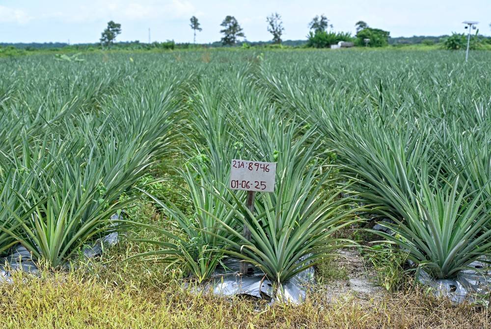 Malaysia would also cooperate with other ASEAN nations to ensure that food supply remained sufficient should there be a sudden disruption in agricultural production due to the phenomenon. BERNAMA photo