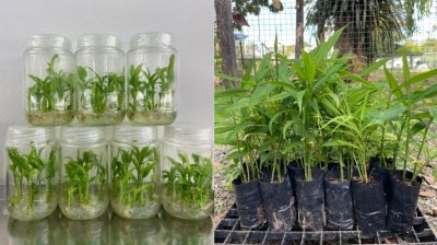 Photos: YSG Bioscape Sdn Bhd / FACEBOOK