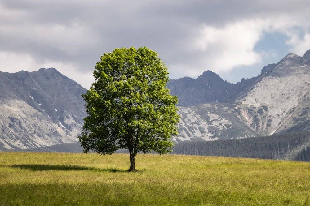 When trees become a risk