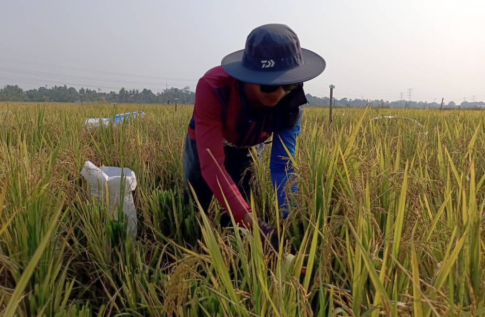The Dewan Rakyat today passed the Control of Padi and Rice (Amendment) Bill 2026, aimed at strengthening Malaysia’s food security ecosystem while enhancing regulatory oversight of the rice industry. - BERNAMA file photo