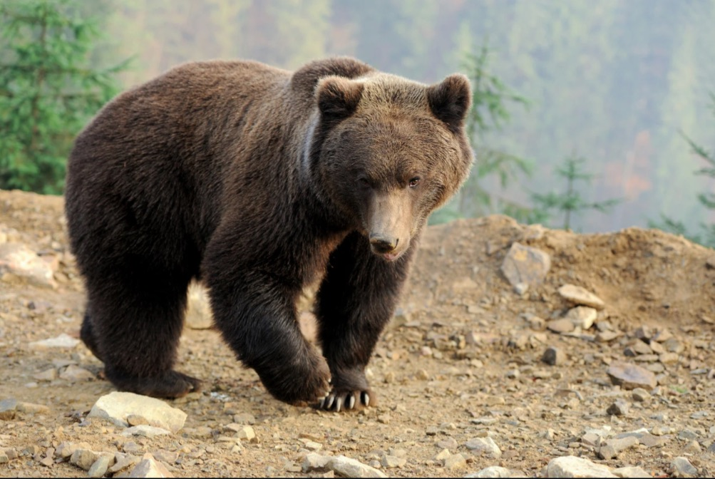 A family in northern Japan called police after finding a bear in their kitchen, an official said Wednesday, as anxiety over the animals grows following a surge in deadly maulings. Photo for illustrative purposes only - Canva