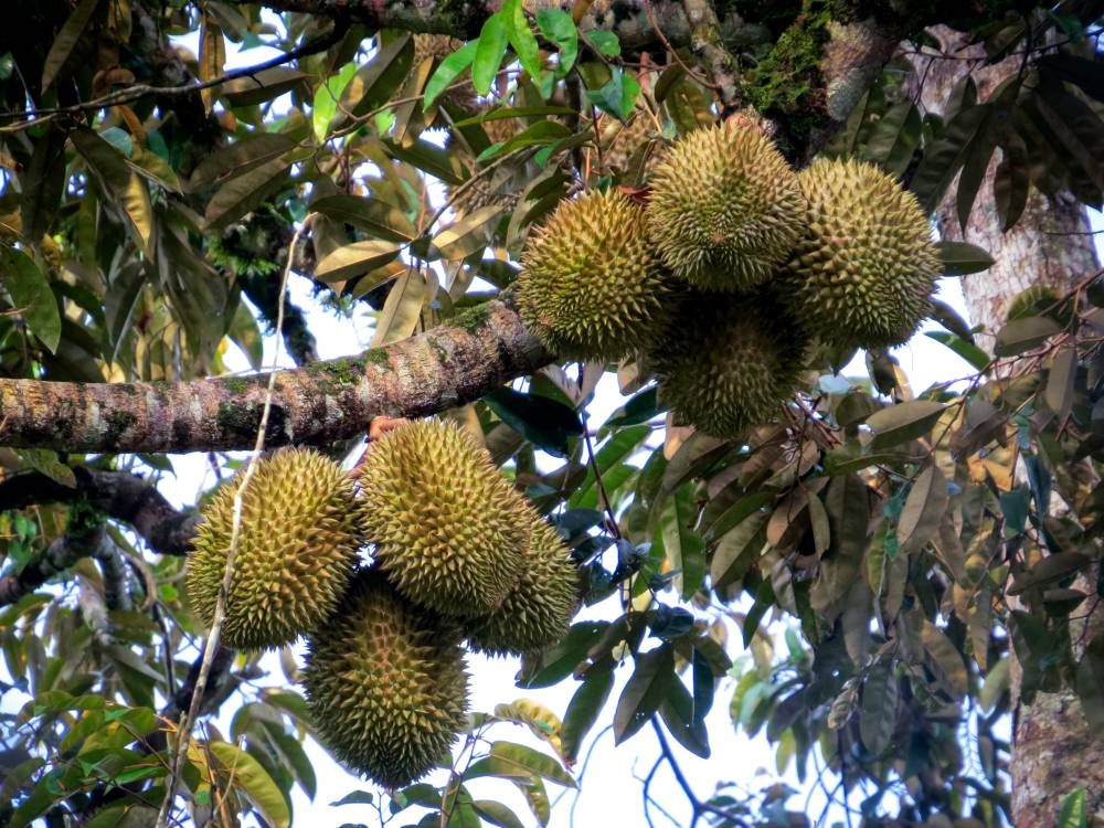 Sharp decline in durian prices due to an oversupply has allowed more people to enjoy the king of fruits.
--fotohERNAMA (2026) HAK CIPTA TERPELIHARA