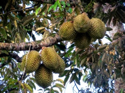 Sharp decline in durian prices due to an oversupply has allowed more people to enjoy the king of fruits.
--fotohERNAMA (2026) HAK CIPTA TERPELIHARA