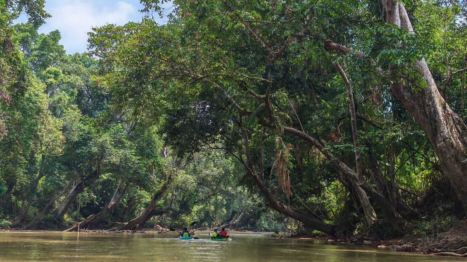 Towering rainforest trees line both sides of the river, creating an almost untouched wilderness that feels worlds away from busy city life.