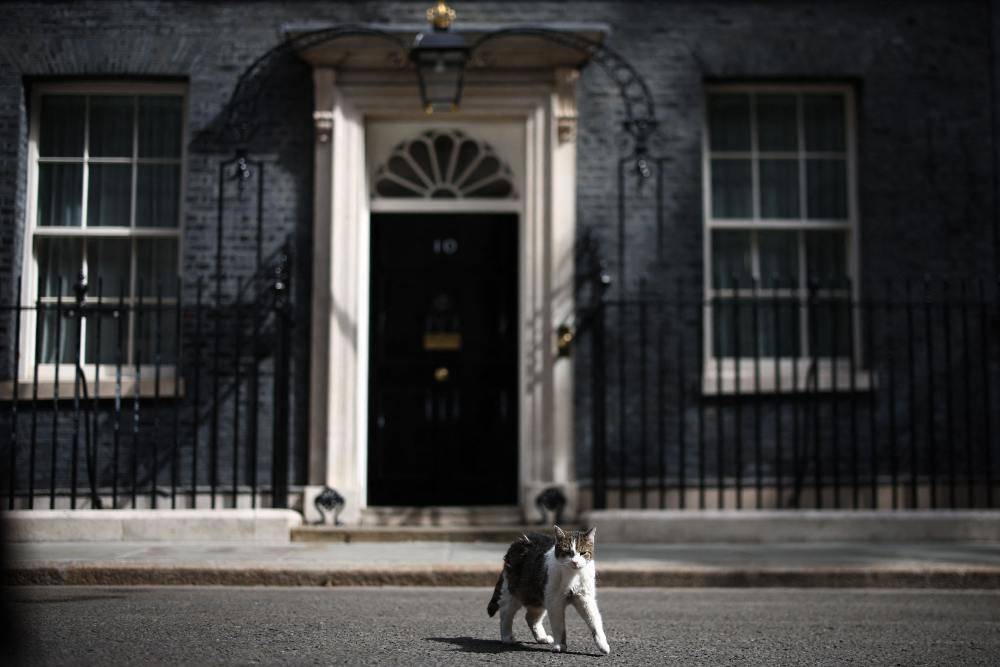 Larry the Cat walks in front of 10 Downing Street in central London. Photo by Henry Nicholls/AFP
