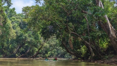 Towering rainforest trees line both sides of the river, creating an almost untouched wilderness that feels worlds away from busy city life.