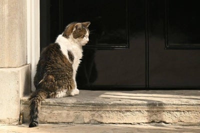 Larry the 10 Downing Street cat, waits to be let in, central London. Photo by Oli Scarff/AFP