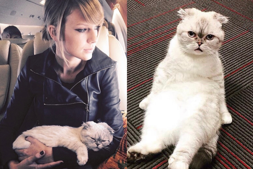 Taylor Swift and her cat, Olivia Benson - Photo sources: Instagram /@oliviabswift