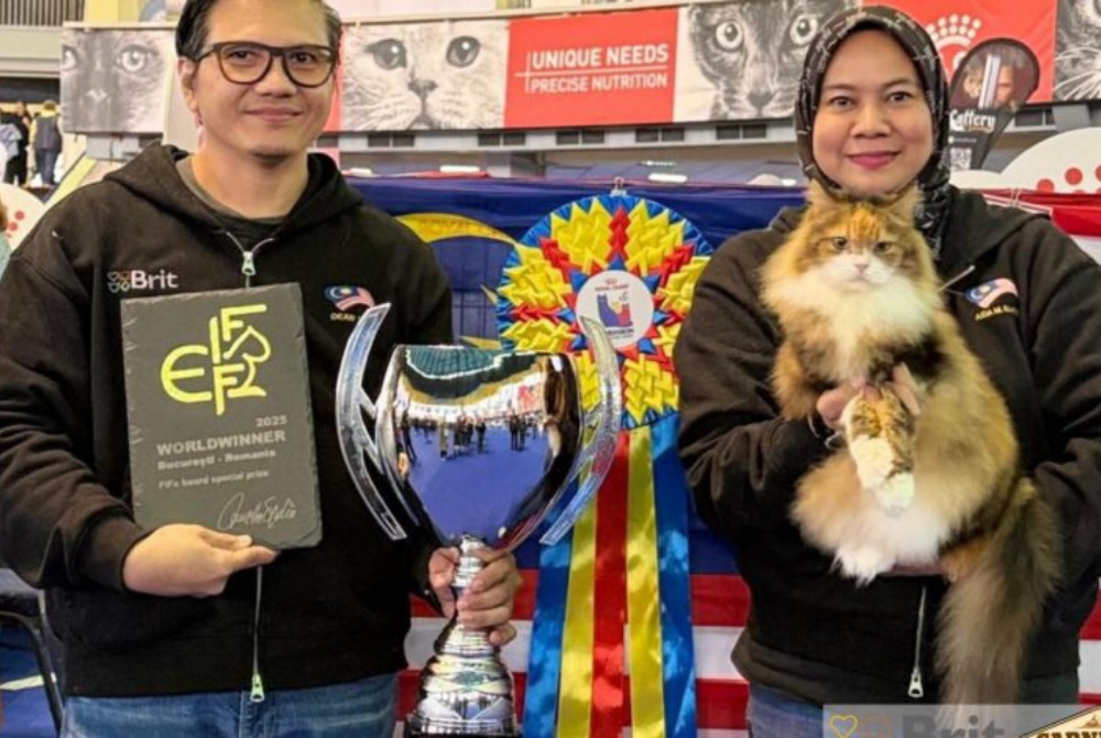 Baby, the award-winning domestic long-hair. - Photo: Malaysia Tribune
