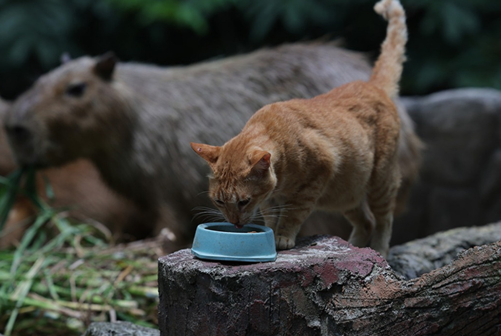 Oyen of Zoo Negara - BERNAMA FILE PIX