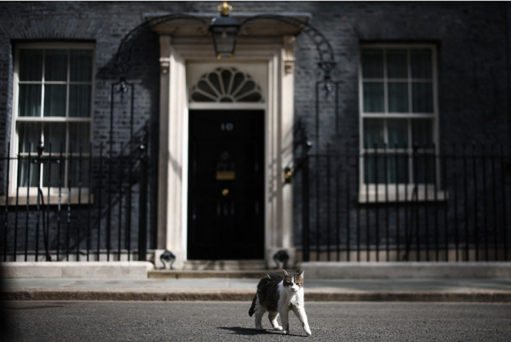 Larry the Cat walking at the Cabinet Office at 10 Downing Street. - AFP file photo