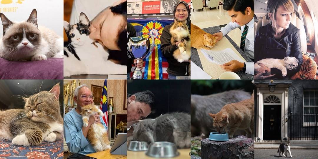Among the internet-famous felines that stole the world's heart.