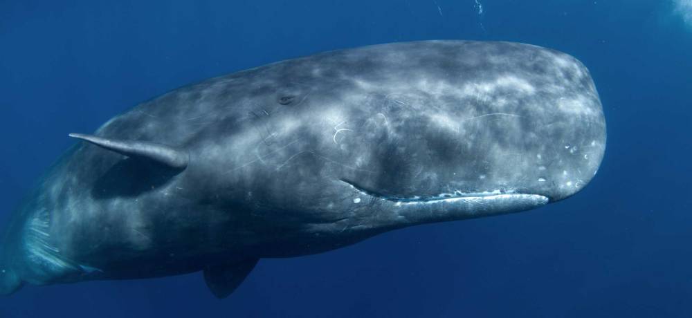 Sperm Whale (Source : The Marine Mammal Center official website)