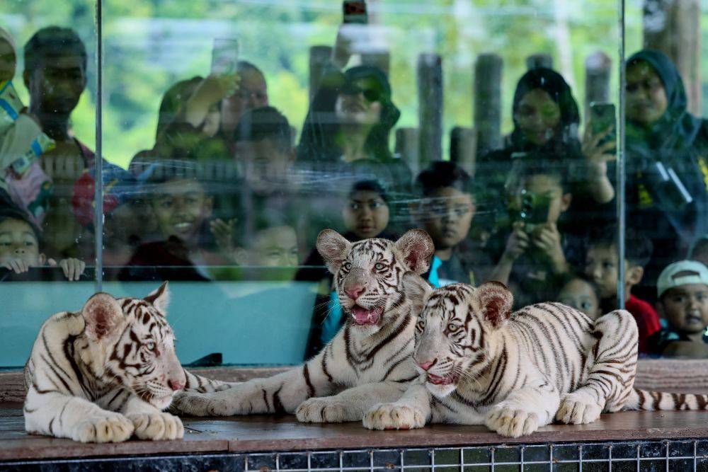 The three male cubs, named Rory, Bima and DB, were born to White Bengal tiger pair Lela Andika and Luna Seroja. Photo by Bernama