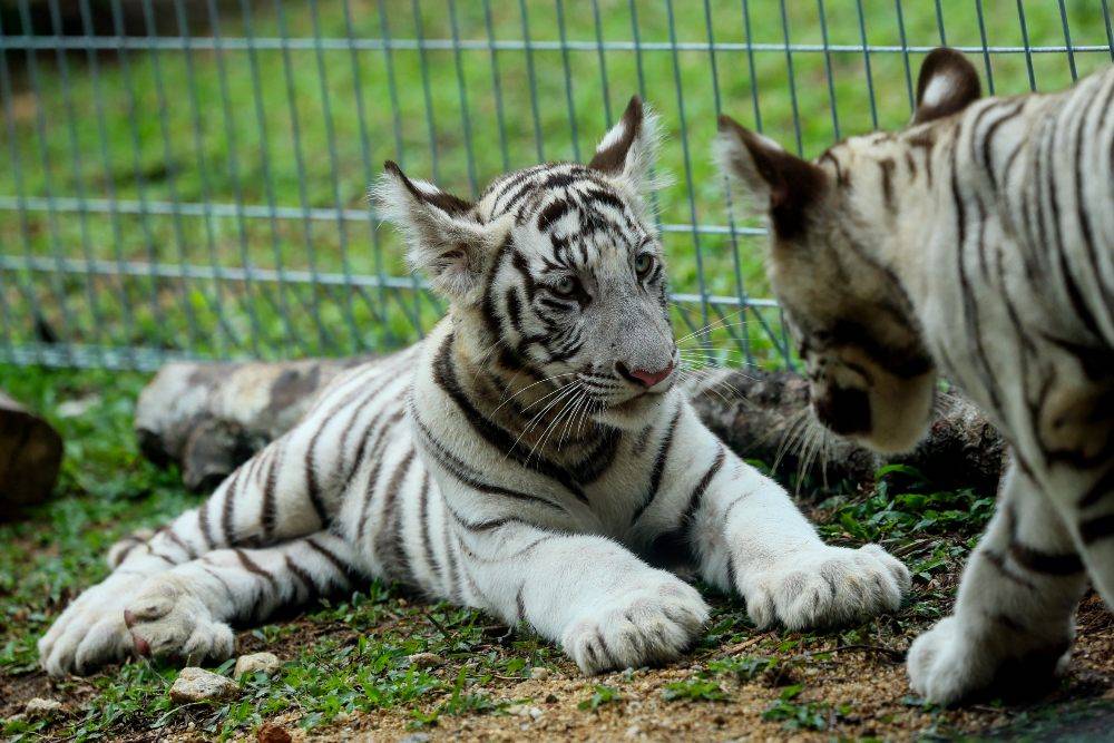 The three male cubs, named Rory, Bima and DB, were born to White Bengal tiger pair Lela Andika and Luna Seroja. Photo by Bernama