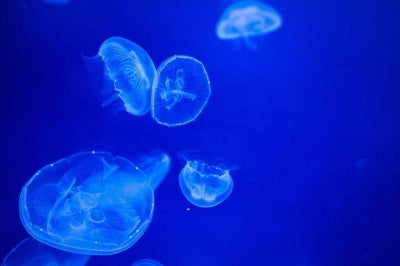 While most jellyfish species are harmless, some are venomous and capable of delivering painful and sometimes dangerous, stings. Photo for illustrative purposes only - Pixabay
