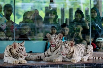 The three male cubs, named Rory, Bima and DB, were born to White Bengal tiger pair Lela Andika and Luna Seroja. Photo by Bernama