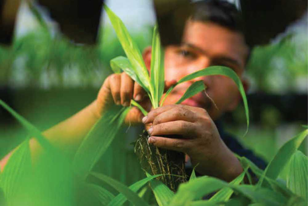 SD Guthrie’s genomic-assisted oil palm breeding technology is delivering up to 33.8 per cent higher oil yield per hectare after a decade in commercial use, exceeding its original productivity target and reinforcing the role of science in improving sustainable palm oil production. - Photo courtesy of SD Guthrie