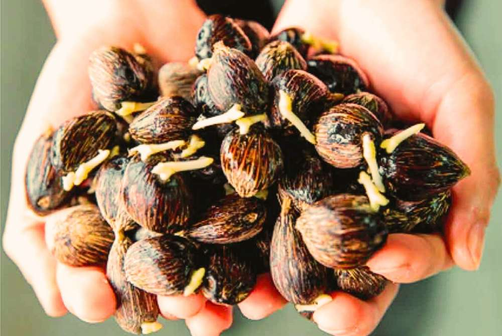 The higher productivity was attributed to stronger fresh fruit bunch production and improved oil-to-bunch ratios, allowing more oil to be produced from the same amount of land. - Photo courtesy of SD Guthrie