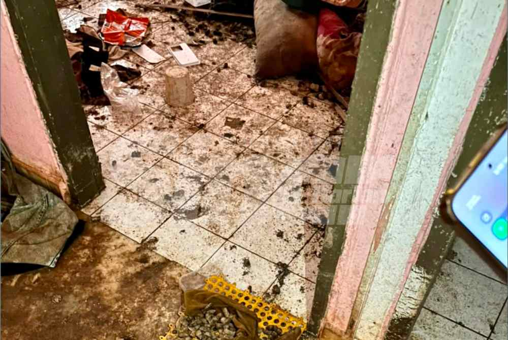 Cat faeces left inside the house. - Photo: Nurul Farhana Saeidi
