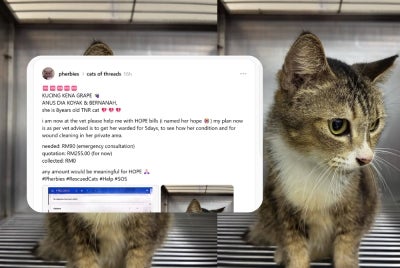 The incident came to light after a social media user under the handle @pherbies posted an urgent plea for help on Threads, revealing that the toothless senior cat was discovered suffering from severe injuries around her hindquarters, including a torn and infected anal area. Photo sources - Threads / @pherbies