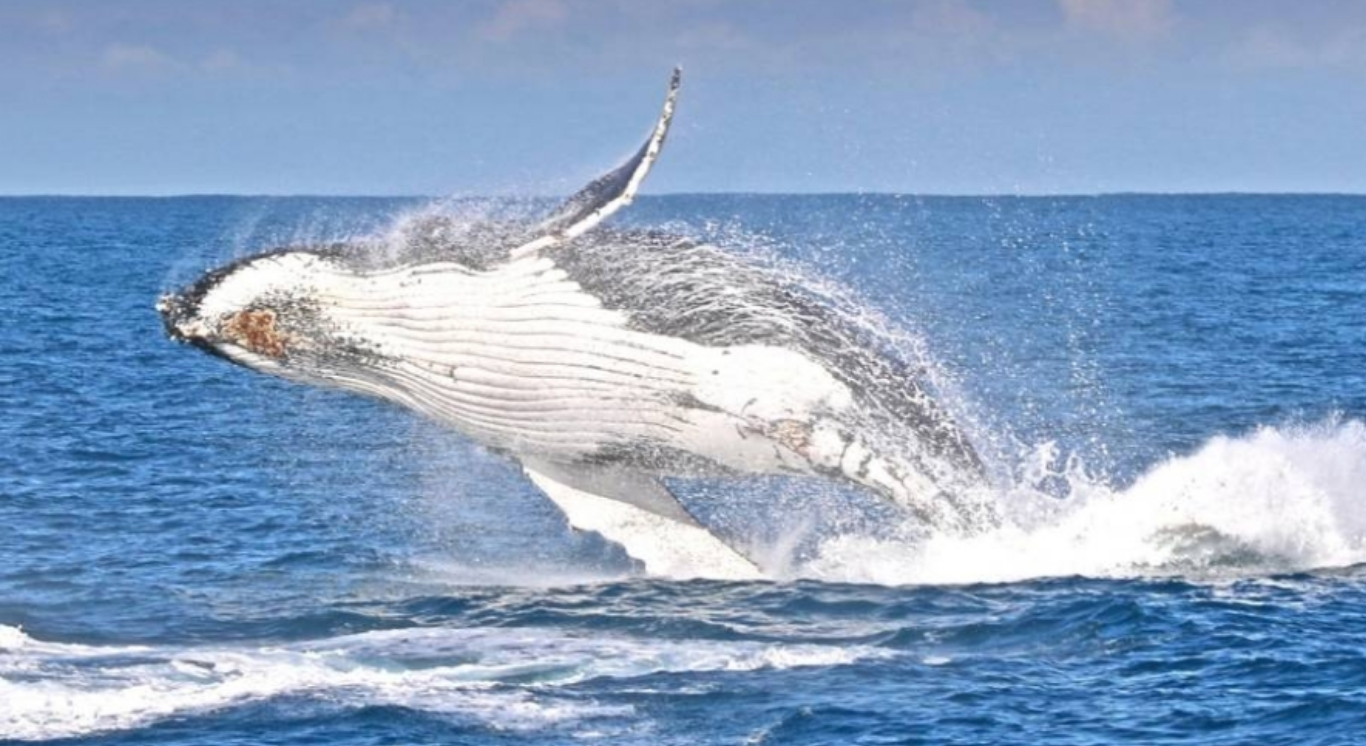 In addition to whales, visitors also have the opportunity to see dolphins, a colony of seals and the majestic albatross on Phillip Island.