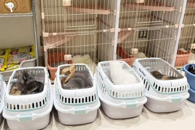 The police and the mall operator, MOFF's manager entered the building and safely rescue all 25 cats, which were unharmed. (Photo by Handout / MOFF CORPORATION / AFP)