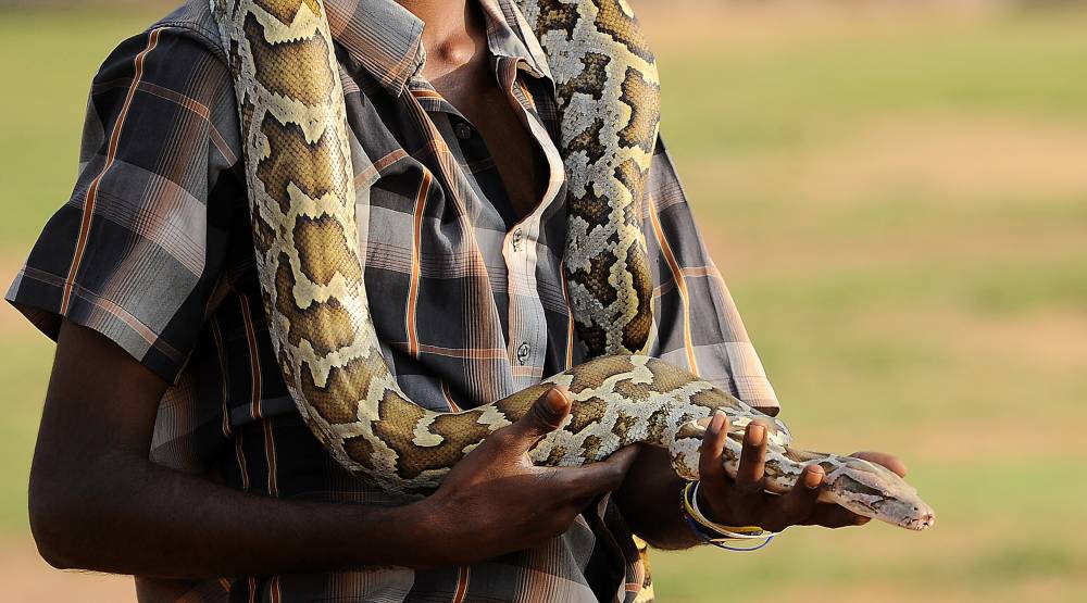 A Sri Lankan snake charmer handles a python at the Galle Face beach in Colombo on Jan 29, 2014. - (Photo by ISHARA S.KODIKARA / AFP)