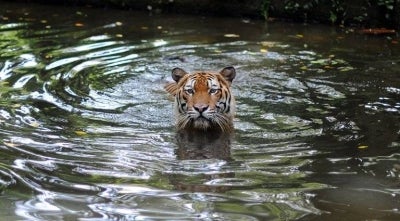 A Malayan Tiger takes a dip at the National Zoo in Kuala Lumpur (Photo by SAEED KHAN / AFP)