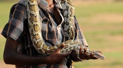 A Sri Lankan snake charmer handles a python at the Galle Face beach in Colombo on Jan 29, 2014. - (Photo by ISHARA S.KODIKARA / AFP)