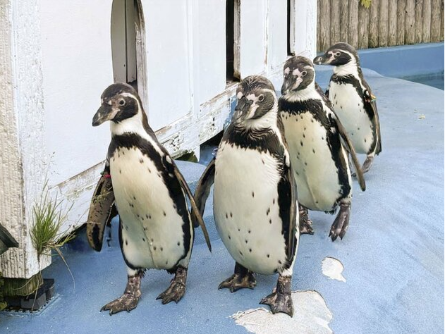 Supplied photo taken on June 28, 2026, shows four Humboldt penguins that were being kept at Yagiyama Zoological Park in Sendai, Miyagi Prefecture, but died of avian malaria in July. (Photo not for sale)(Photo courtesy of Yagiyama Zoological Park in Sendai)(Kyodo)