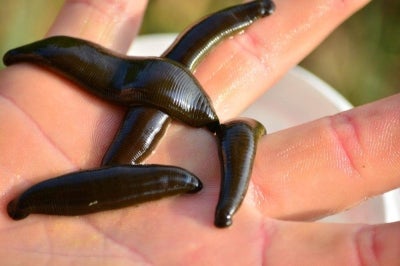 Researchers has found that protein extracted from the saliva of the local buffalo leech (Hirudinaria manillensis) has potential for use as an anticoagulant in the medical industry. Photo for illustrative purposes only - Pixabay