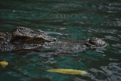 A 78-year-old woman died after being attacked and dragged by a crocodile while looking for snails with her daughter in a river near Batu Niah here today. Photo for illustrative purposes only - Pixabay