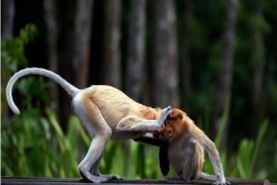 Conservationists warn AI visuals of wild animals make it harder for people to discern what is real. - (Photo by Alex Ogle / AFP/ File)