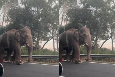 Screenshots of the viral video of Sulong's journey.
