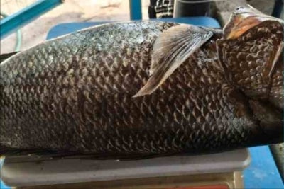 The Kanai fish was caught by a local fisherman on Aug 30, marking a significant find for the country's fisheries records based on information from the local fishing community.