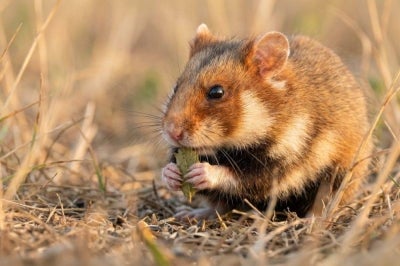 Police in Japan said Tuesday they had arrested a man over the killing of 30 hamsters at a hotel, weeks after he was detained for stomping to death 20 others. Photo for illustrative purposes only - Pixabay