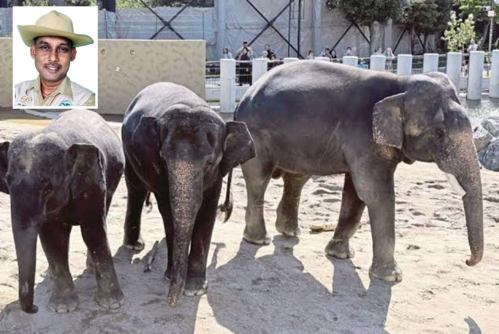 Perhilitan urged to address DAK issues, consider bringing elephants home from Japan