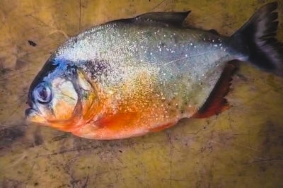Based on a technical assessment by the Fisheries Research Institute (FRI) in Glami Lemi, Negeri Sembilan, of photographs and video recordings of the fish, its observable physical characteristics are consistent with the genus Pygocentrus, which comprises several piranha species. 
