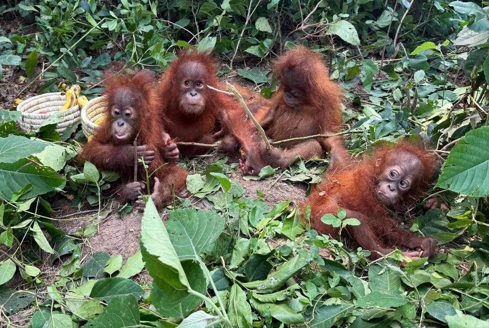 This handout photograph taken on Sept 8, 2026 and released by the Odisha Forest Department shows orangutans sitting next to bananas upon their rescue by officials at the Ranakatha Protected Reserved Forest in Balasore district, in India's Odisha state. - (Photo by Handout / Odisha Forest Department / AFP)