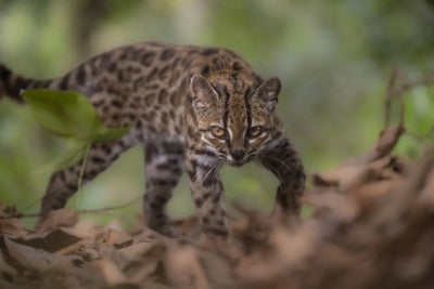 The Tilcayo tiger cat. Credit: Fernando Faciole/National Geographic