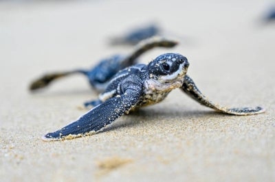 A leatherback sea turtle. (Photo by CHAIDEER MAHYUDDIN / AFP)